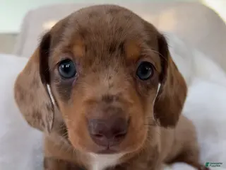 Miniature Dachshund dogs Dasher - Ad 42