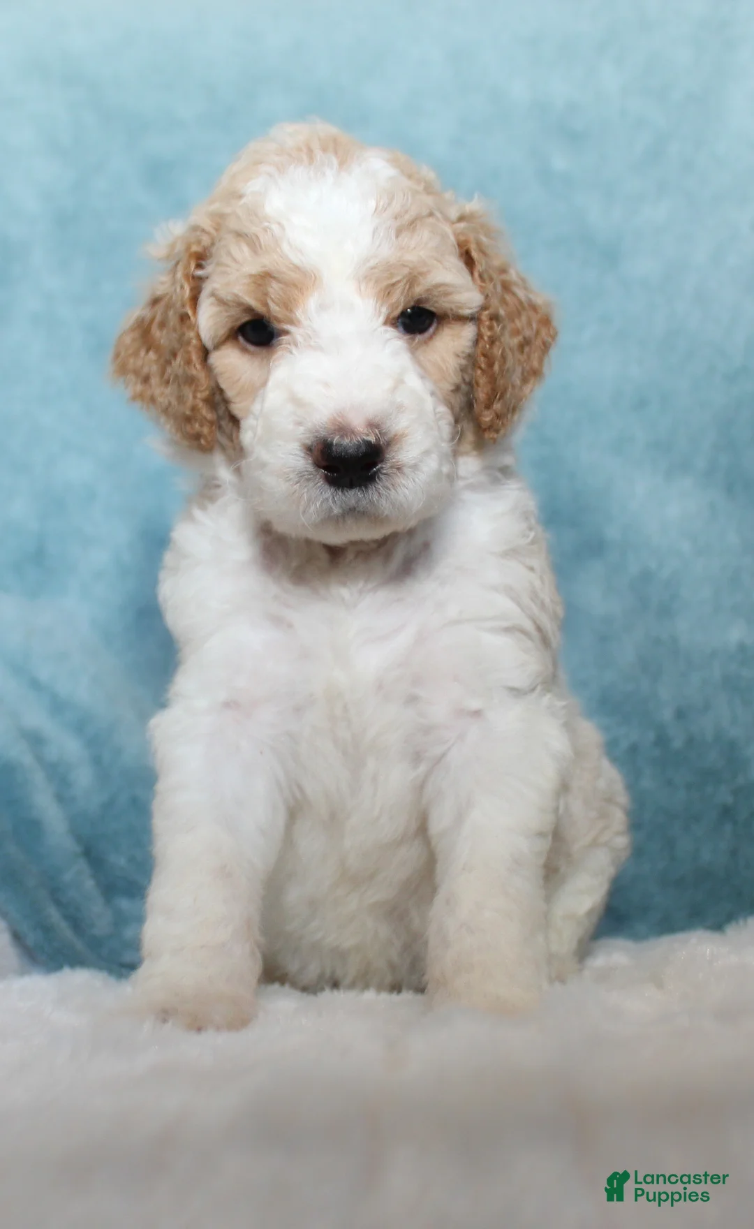 Goldendoodle dogs for sale: Dottie - Ad 2
