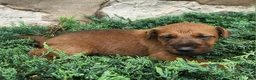 Irish Terrier dogs for sale: Rocco - Ad 4