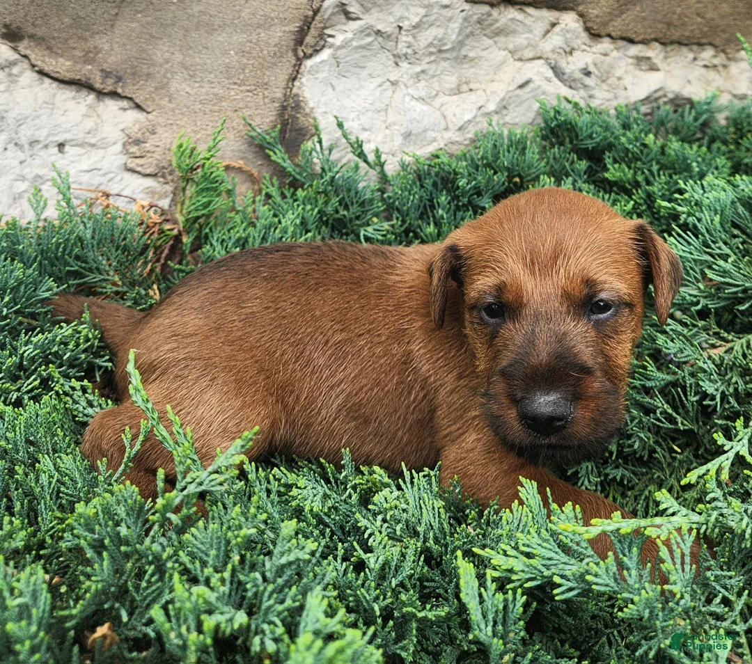 Irish Terrier dogs for sale: Rocco - Ad 4
