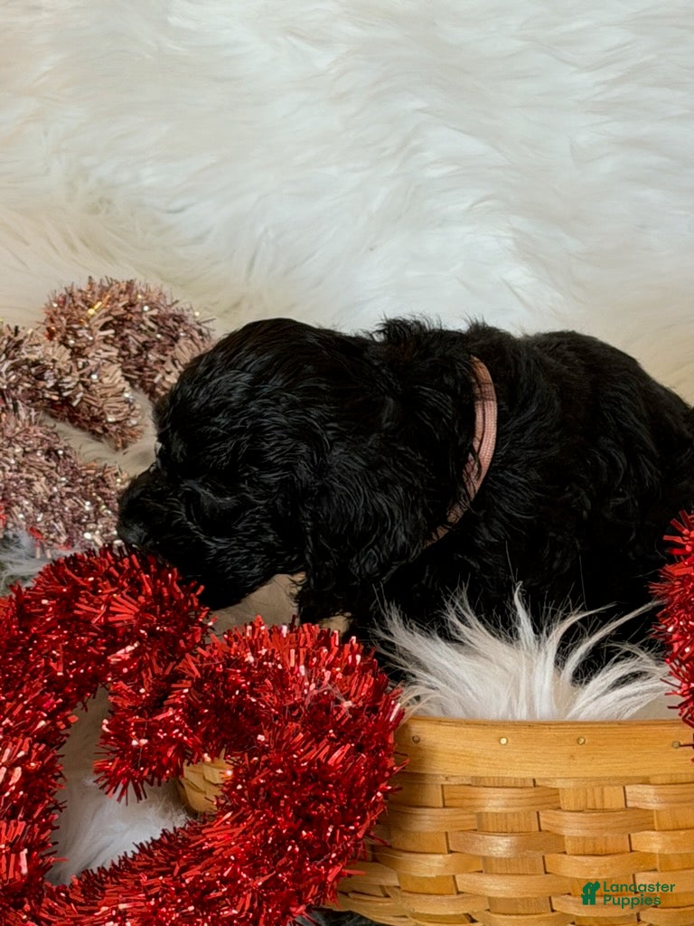 Cockapoo dogs Cockapoo Pink - Ad 7