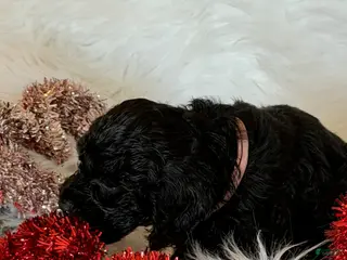 Cockapoo dogs Cockapoo Pink - Ad 7