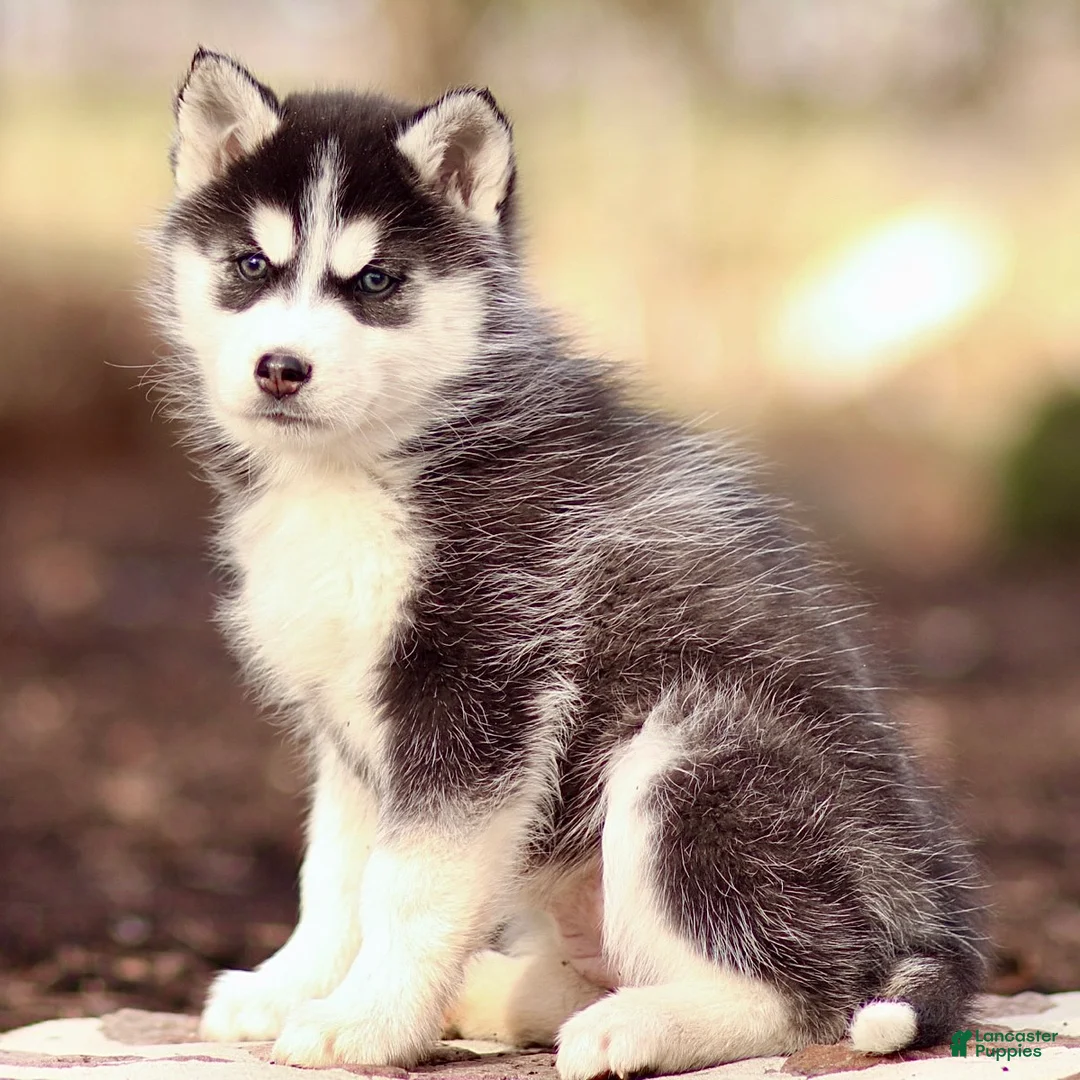 Pomsky dogs for sale: Emerson - Ad 3