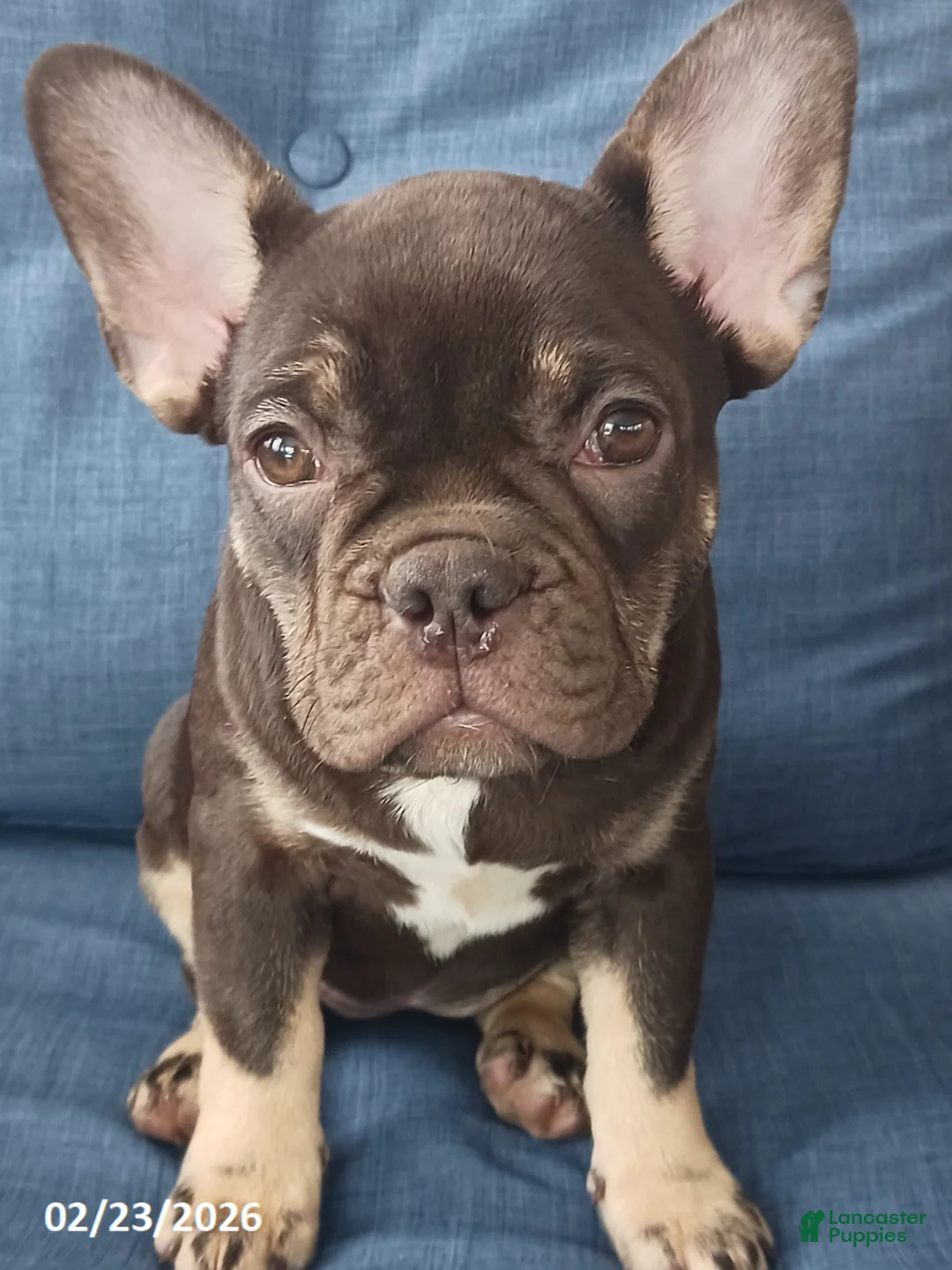 French Bulldog dogs for sale: Lea - Ad 1