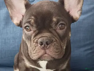 French Bulldog dogs for sale: Lea - Ad 1