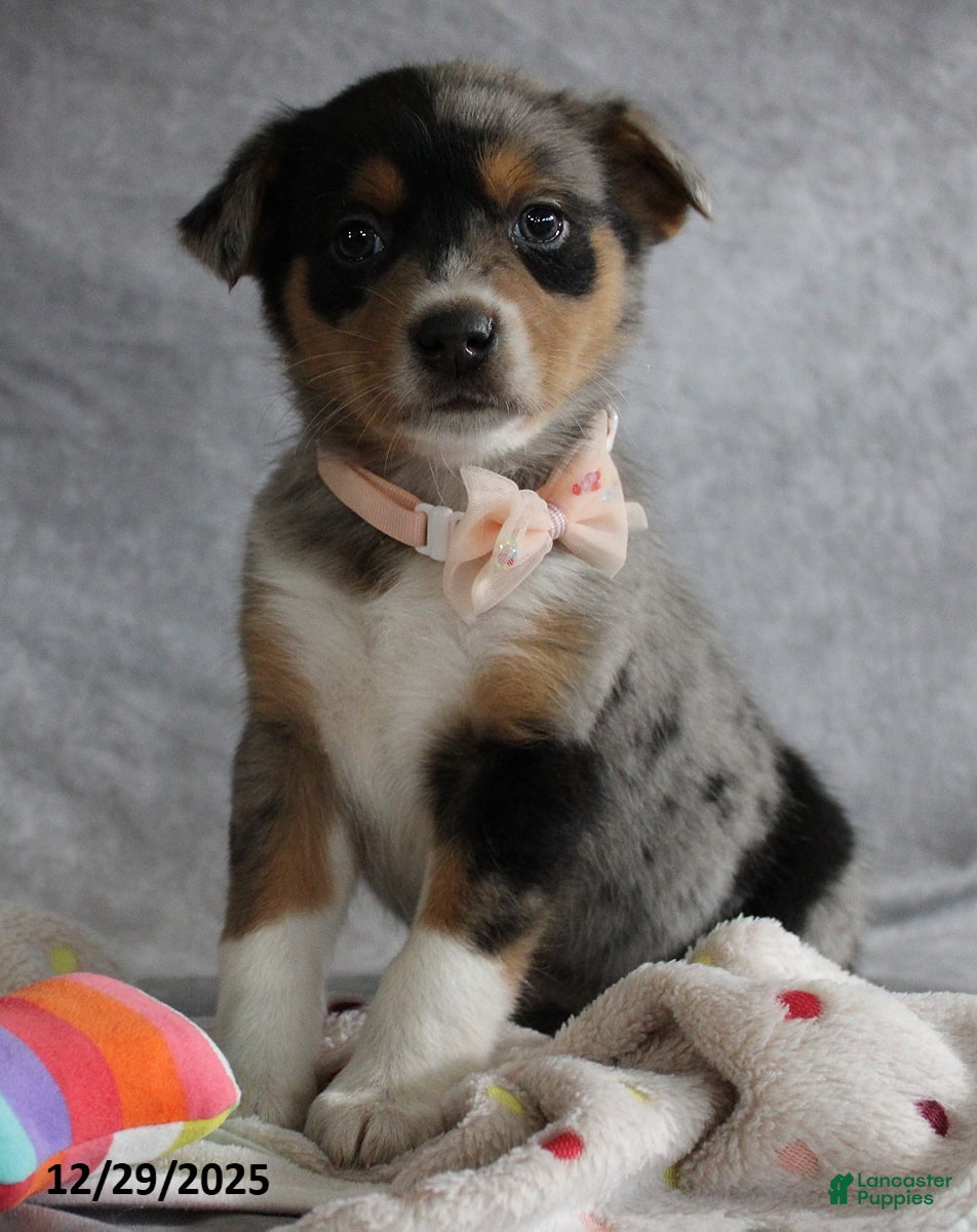 Mixed Breed dogs Ashley - Ad 15