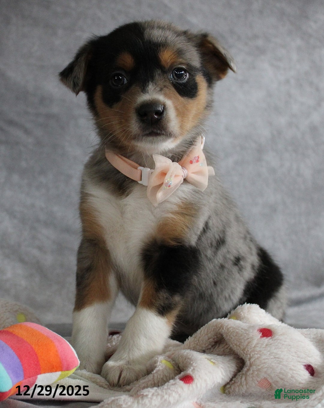 Mixed Breed dogs for sale: Ashley - Ad 1