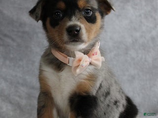 Mixed Breed dogs Ashley - Ad 15