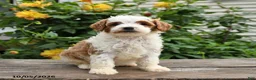 Mini Goldendoodle dogs for sale: Peter - Ad 7