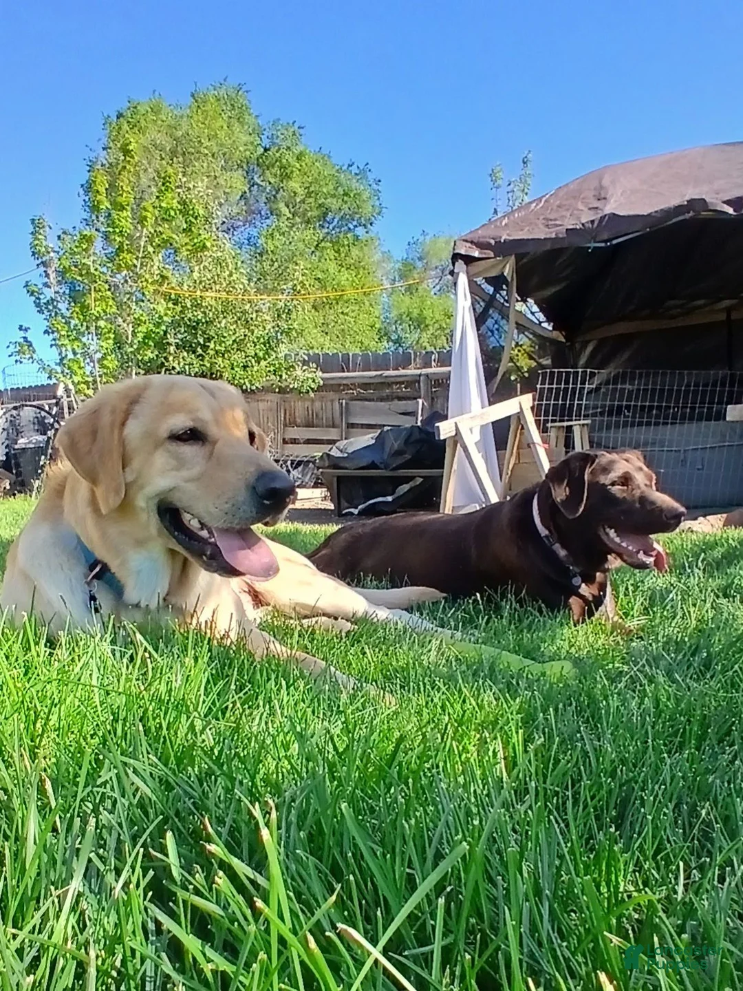 Labrador Retriever dogs for sale: Labrador Retriever Red collar - Ad 2