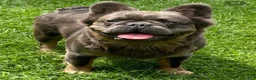 French Bulldog dogs for sale: French Bulldog 3 - Ad 6