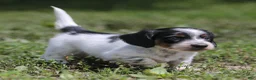 Miniature Dachshund dogs for sale: Duke Miniature Dachshund Puppy  - Ad 9