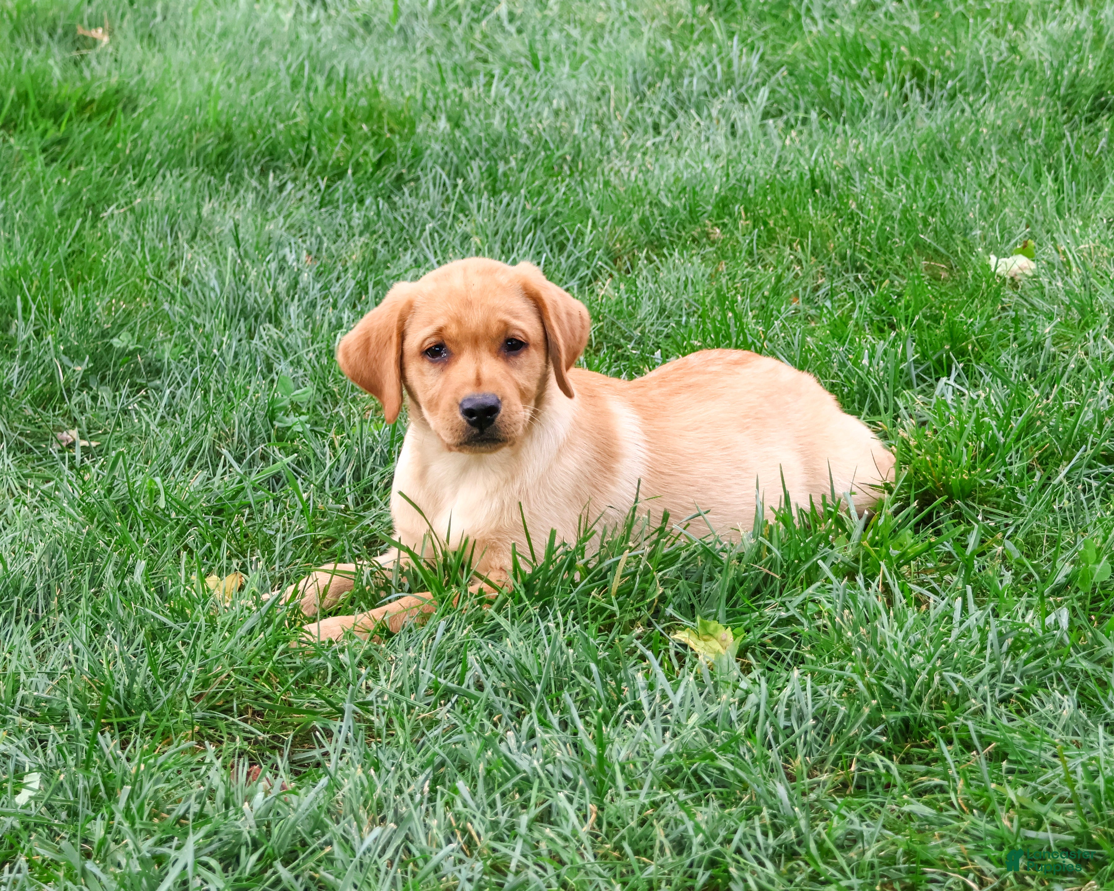 Labrador Retriever dogs for sale: Constance - Ad 2