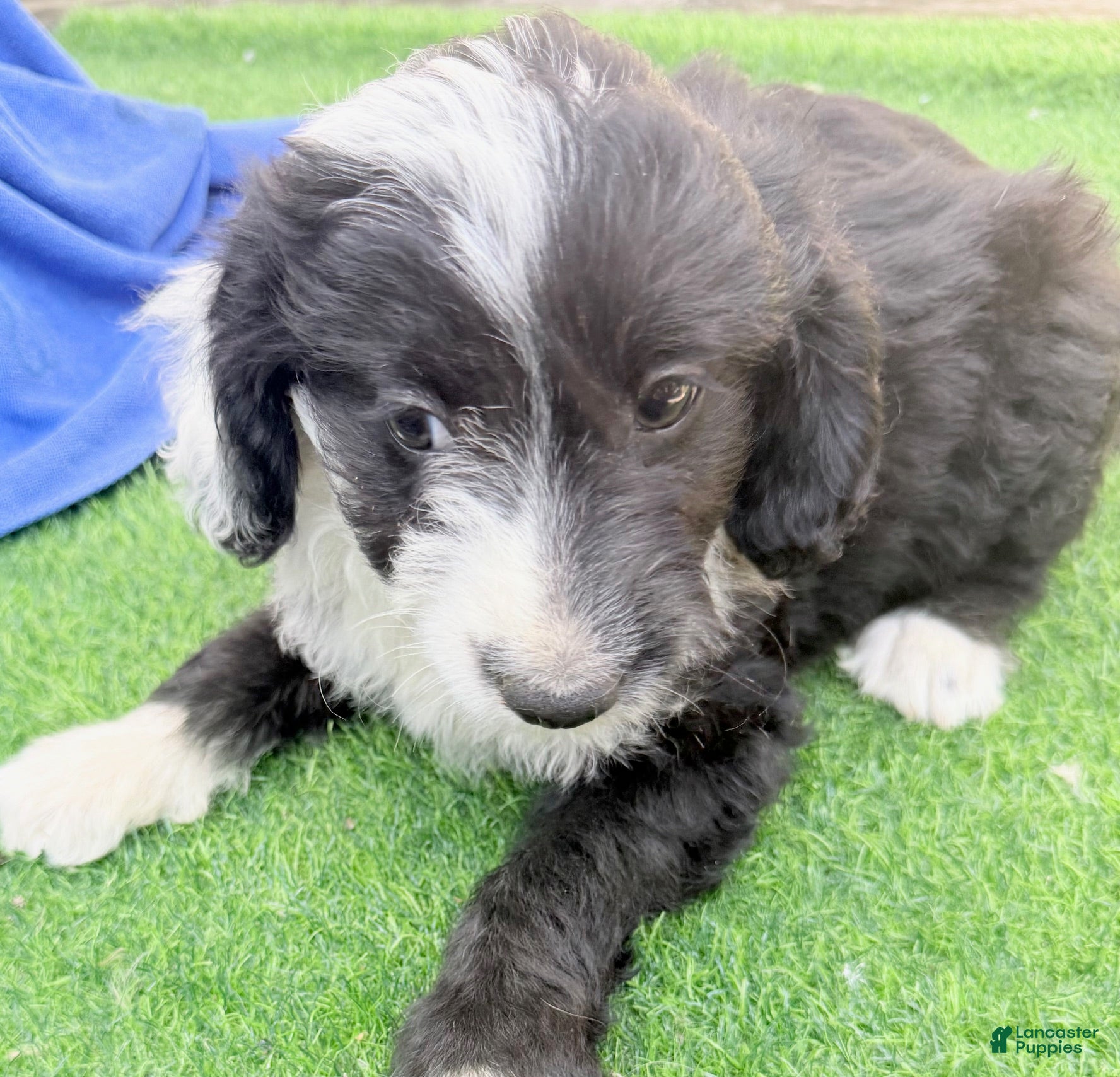 Mini Aussiedoodle dogs Liam - Ad 1