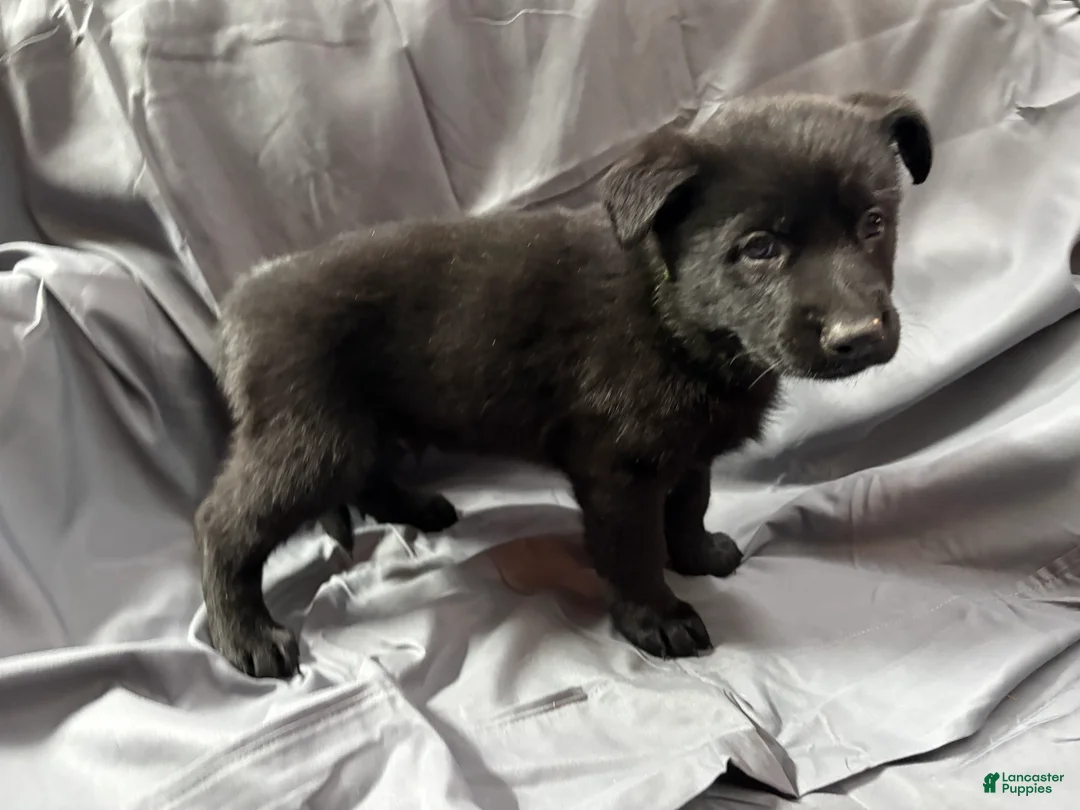 Mixed Breed dogs for sale: C Puppy 3 - Ad 2
