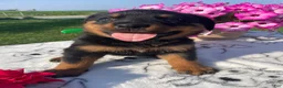 Rottweiler dogs for sale: Dozer - Ad 3
