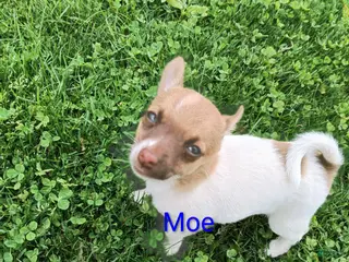 Chihuahua dogs Chihuahua Puppy 4 - Ad 40