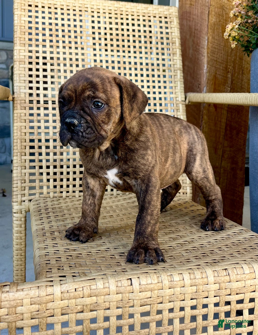 Olde English Bulldogge dogs for sale: Pixie - Ad 3