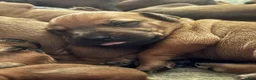 Rhodesian Ridgeback dogs for sale: Rhodesian Ridgeback Puppy 4 - Ad 9