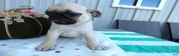 Pug dogs for sale: Pug 1 Robbie - Ad 4