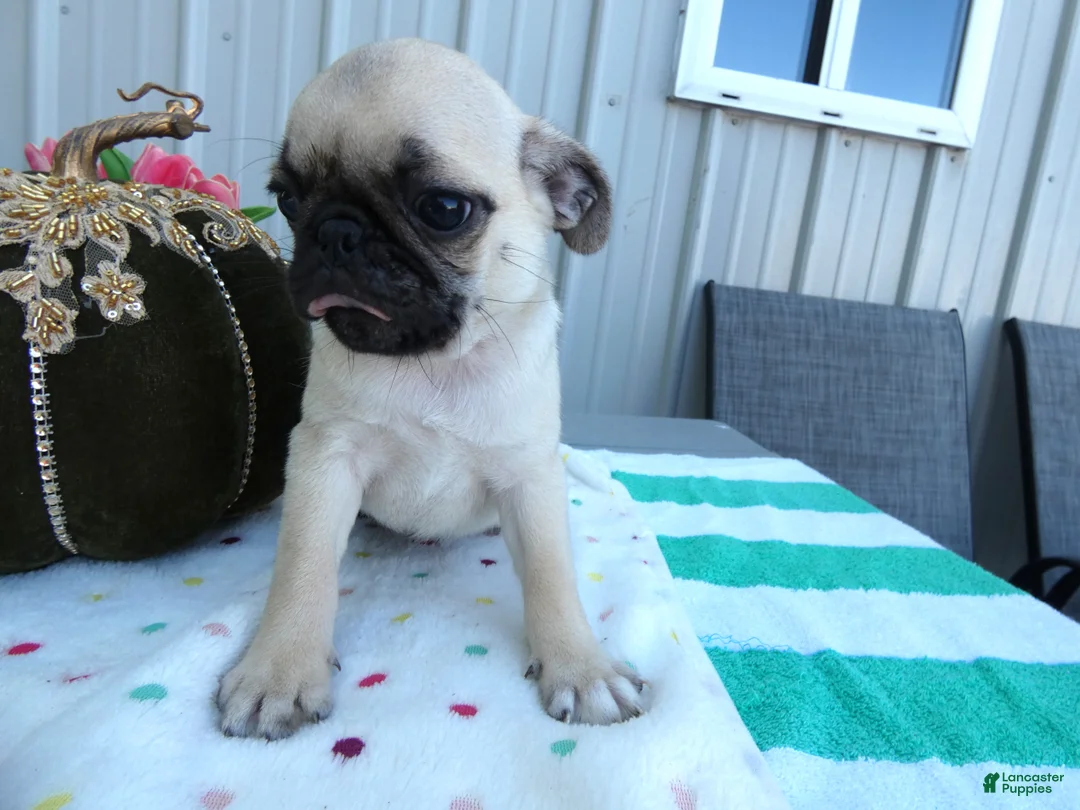 Pug dogs for sale: Pug 1 Robbie - Ad 4