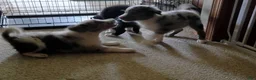 Border Collie dogs for sale: Border Collie 4 - Ad 6