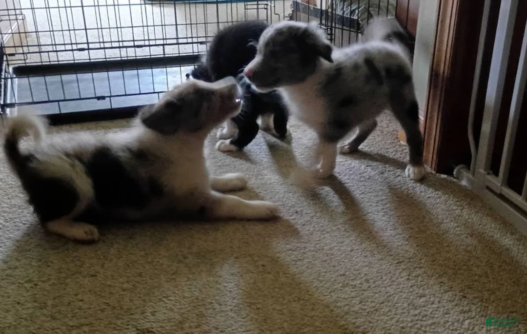 Border Collie dogs for sale: Border Collie 4 - Ad 6