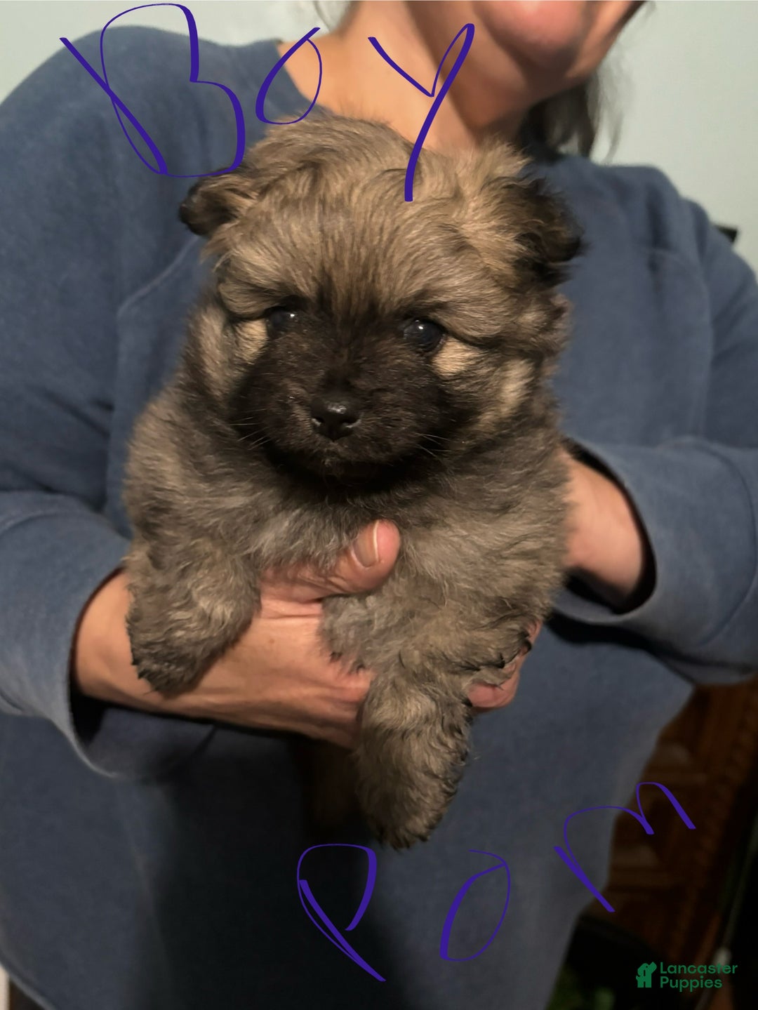 Pomeranian dogs for sale: Pomeranian Puppy 2 - Ad 2