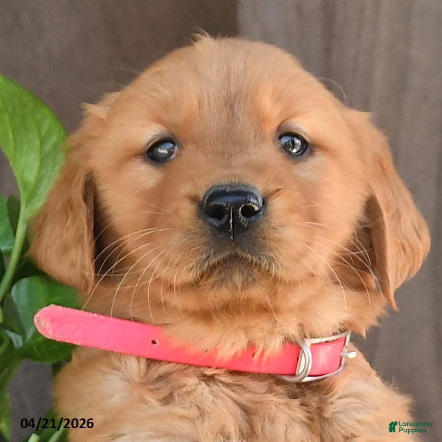 Golden Retriever dogs Rosie - Ad 2