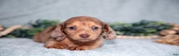 Miniature Dachshund dogs for sale: Khloe - Ad 3