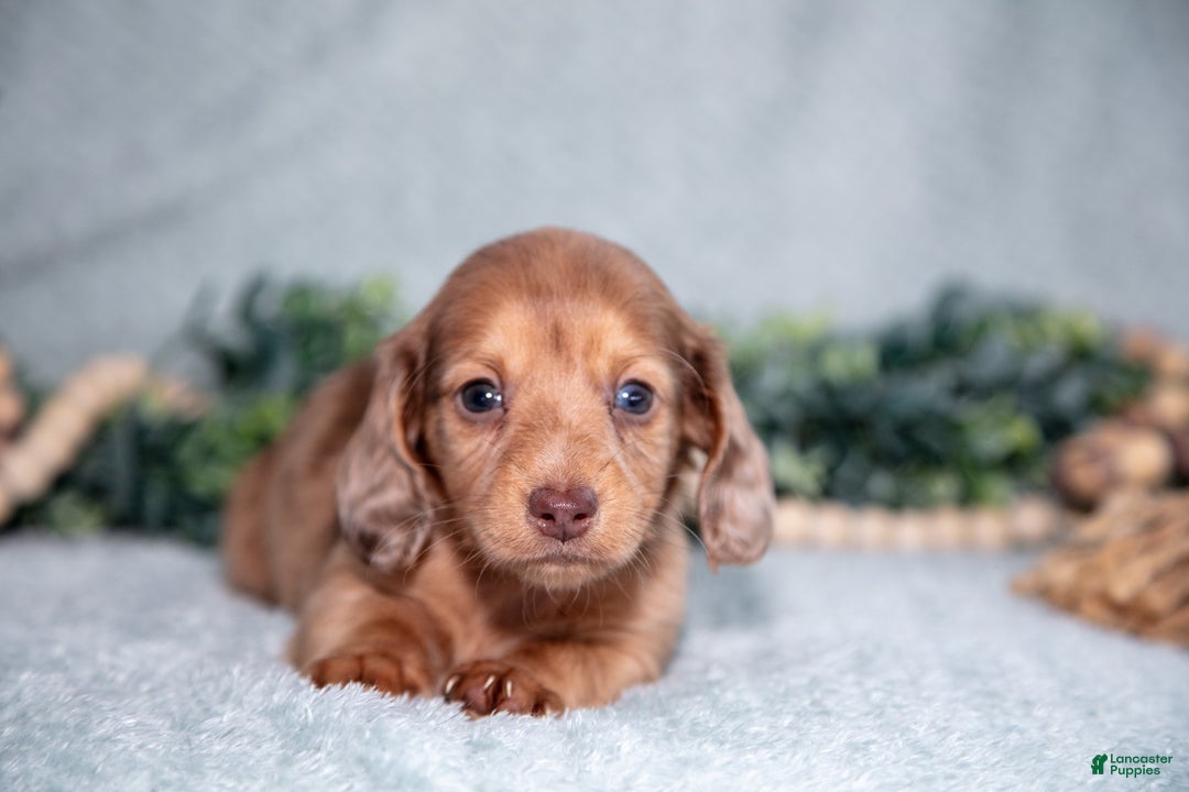 Miniature Dachshund dogs for sale: Khloe - Ad 3