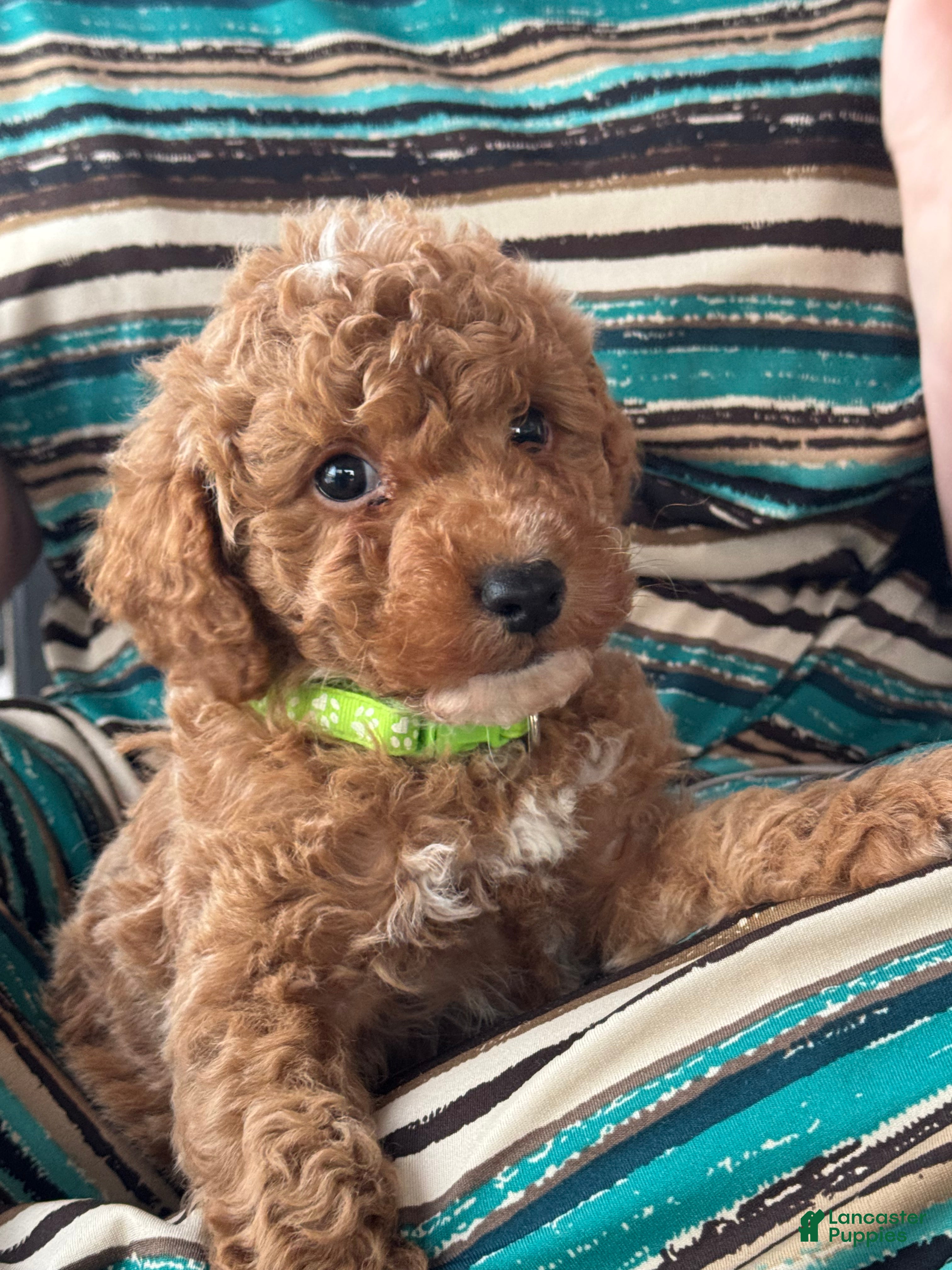 Mini Goldendoodle dogs Benji  - Ad 17