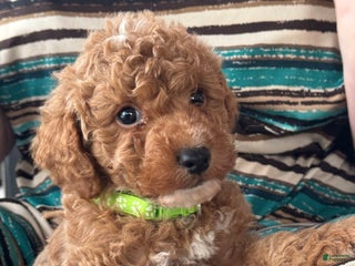 Mini Goldendoodle dogs Benji - Ad 27