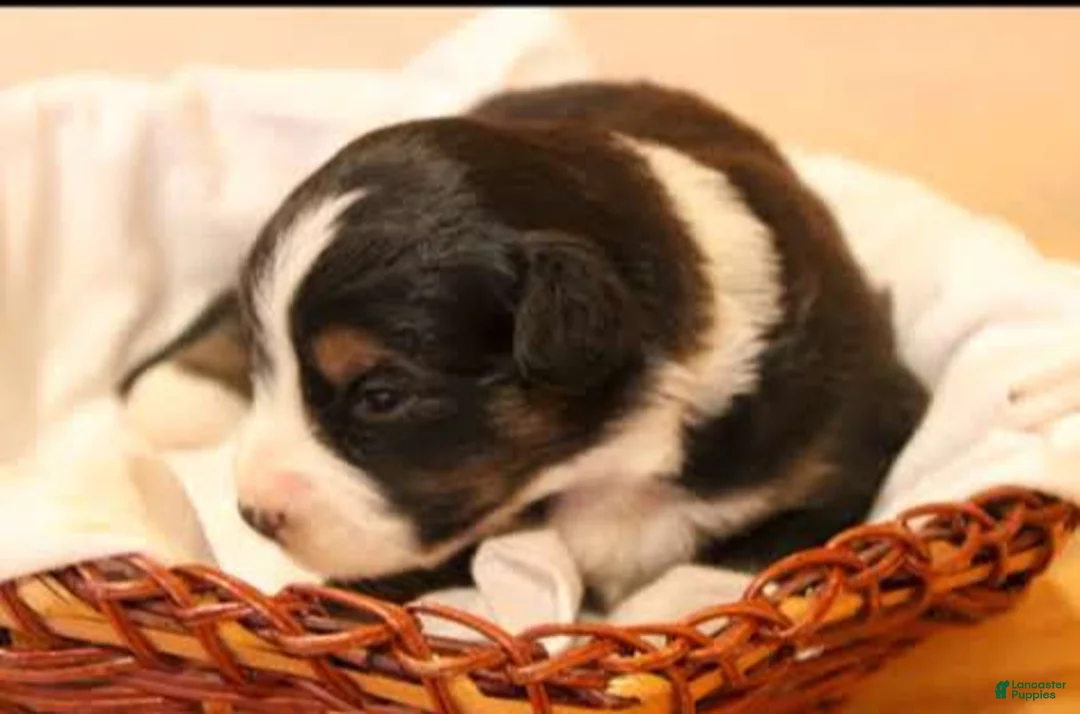 Miniature Australian Shepherd dogs for sale: Georgia - Ad 1