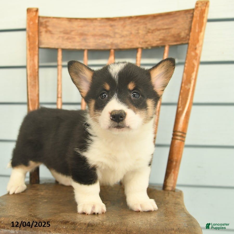 Welsh Corgi Pembroke dogs Sierra  - Ad 3