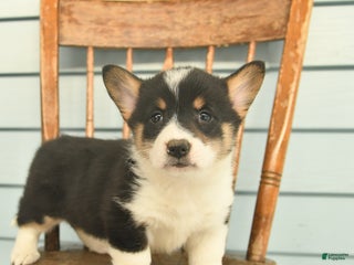 Welsh Corgi Pembroke dogs Sierra - Ad 25