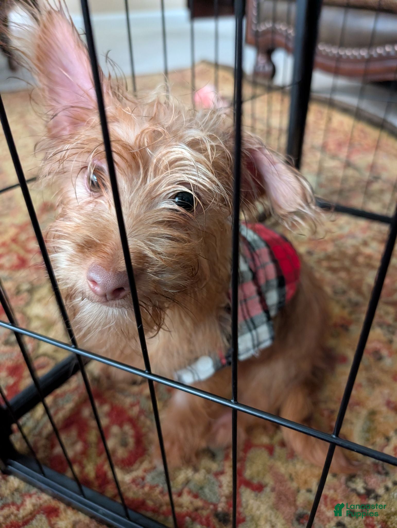 Chorkie dogs Chorkie 2 - Ad 12