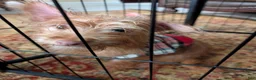 Chorkie dogs for sale: Chorkie 2 - Ad 1