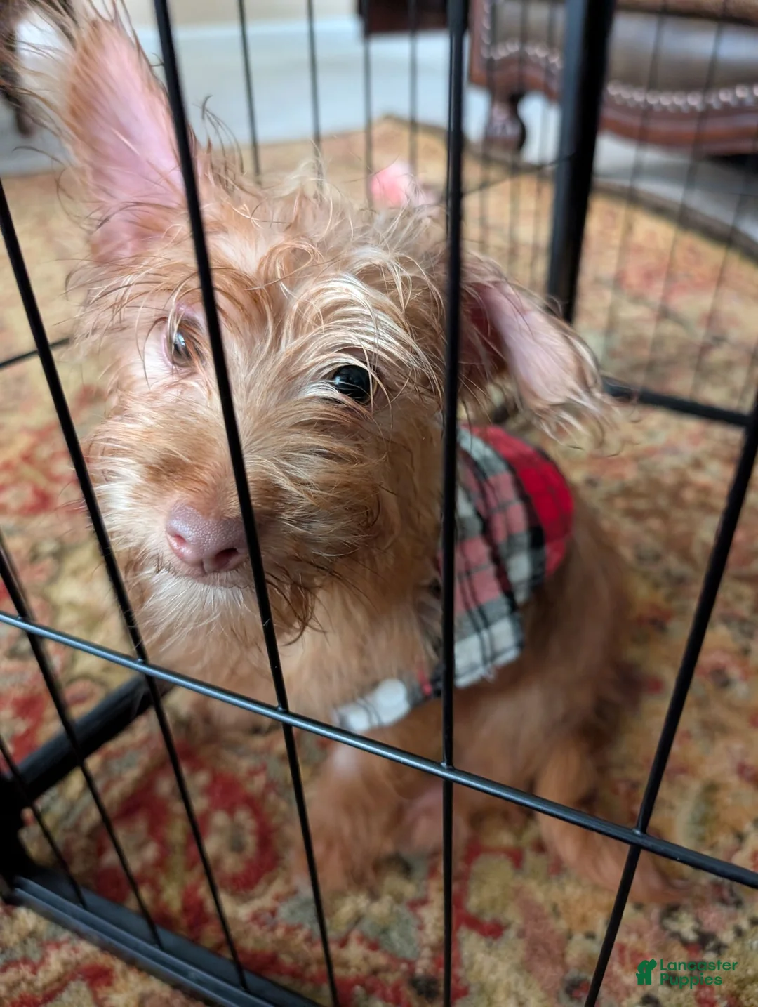 Chorkie dogs for sale: Chorkie 2 - Ad 1