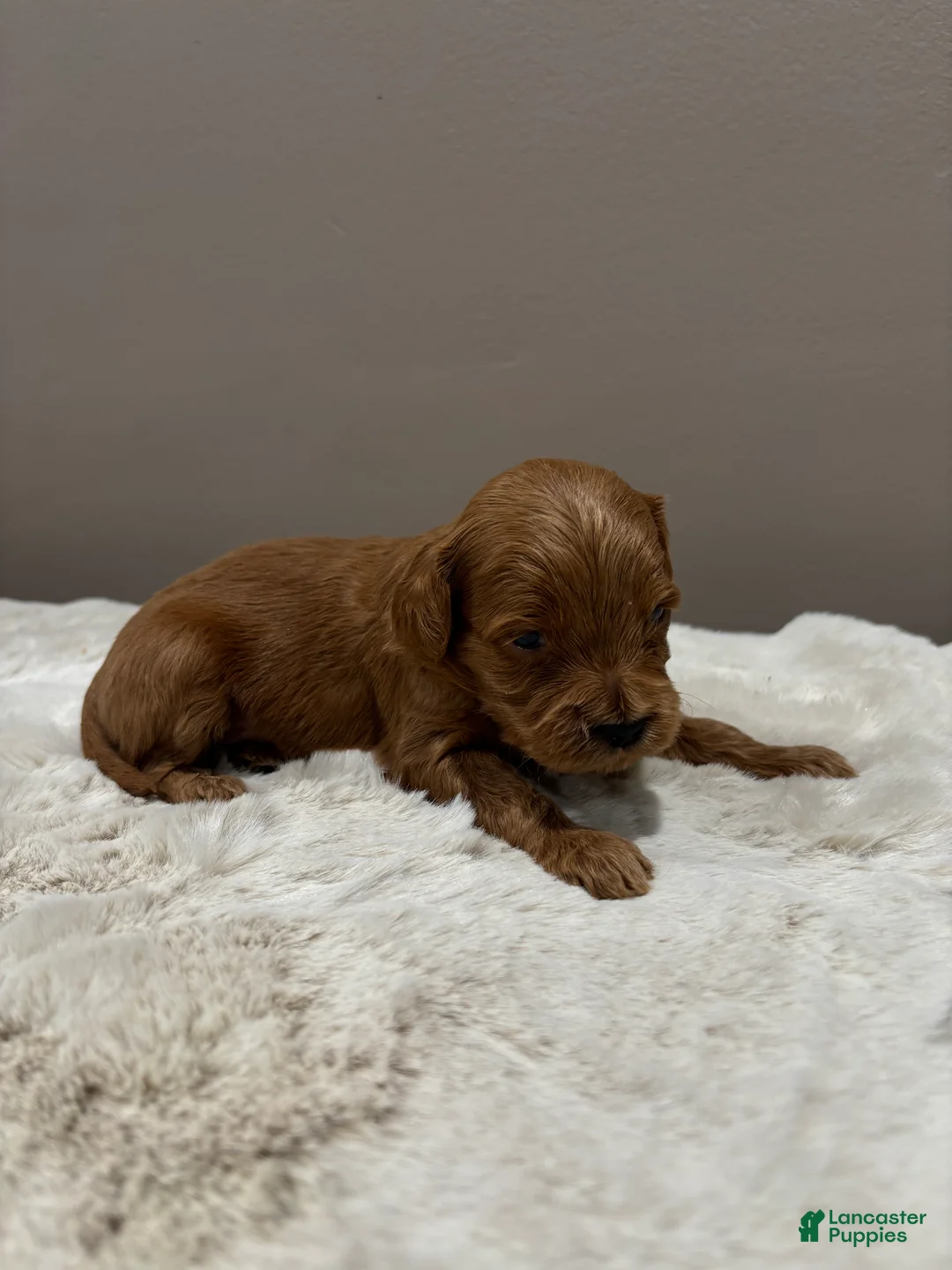 Cockapoo dogs for sale: Halo - Ad 3