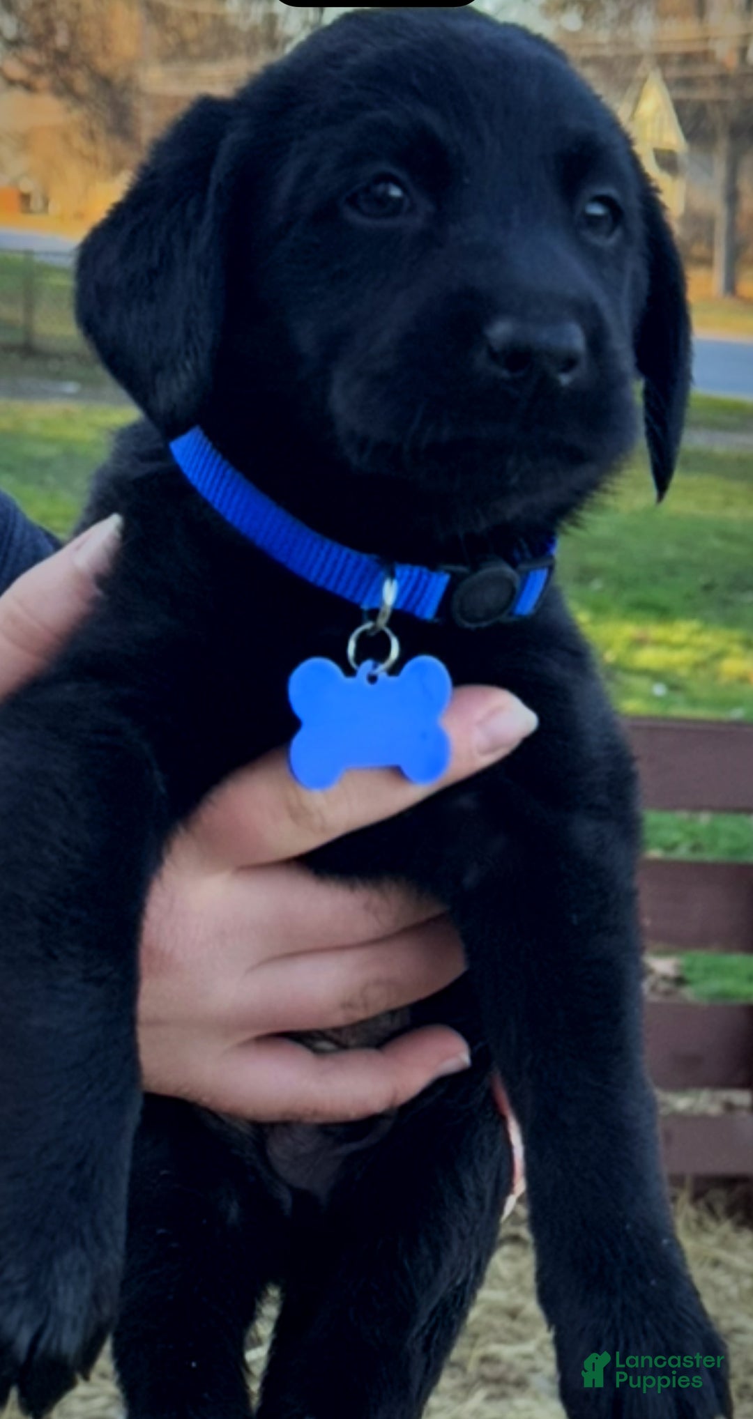 Labrador Retriever dogs for sale: Labrador Retriever Puppy 1 - Ad 7