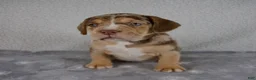Beabull dogs for sale: Archie - Ad 5