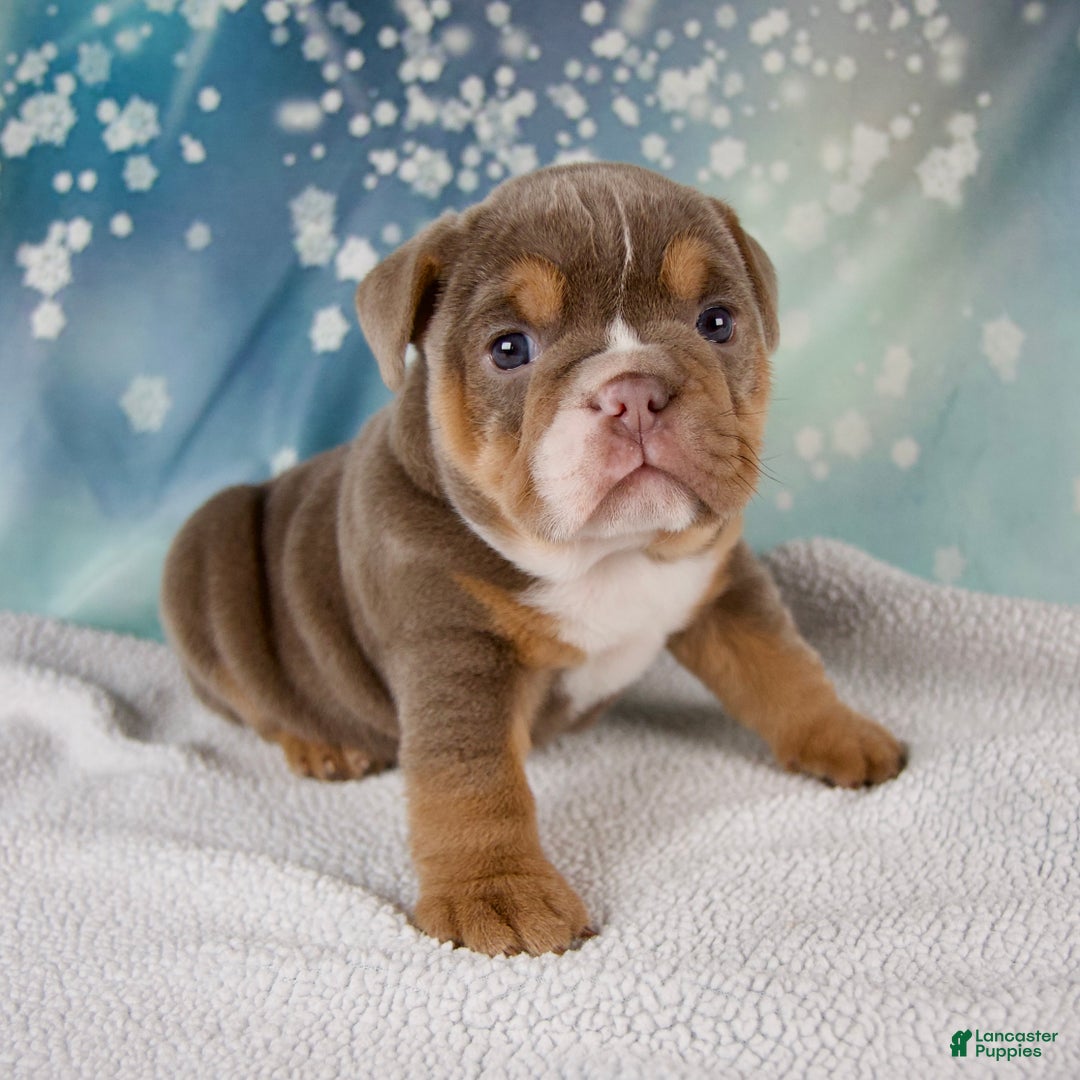 Mixed Breed dogs for sale: Flicka  - Ad 7