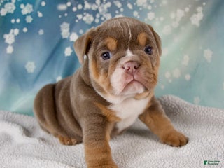 Mixed Breed dogs Flicka - Ad 22