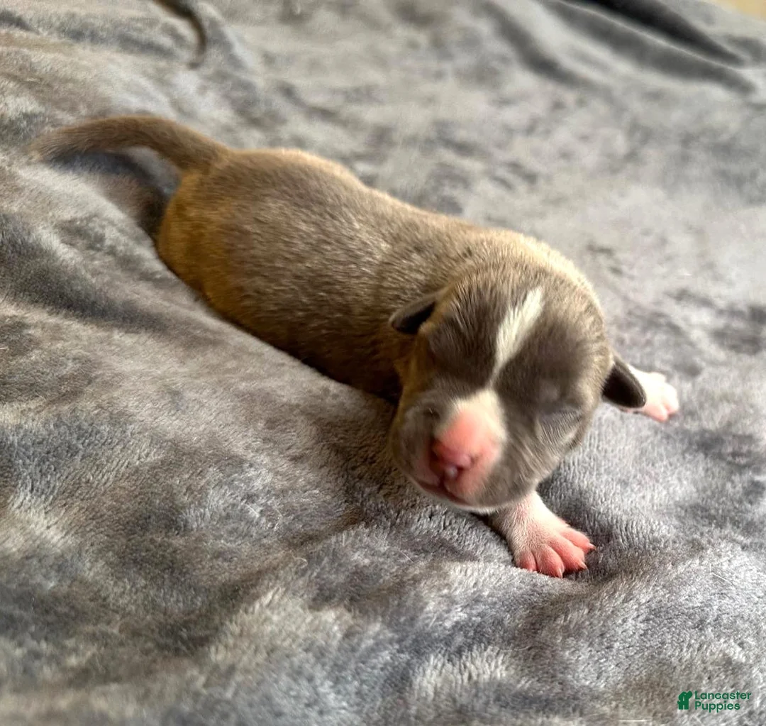 American Bully dogs for sale: "ICE CUBE" - Ad 14