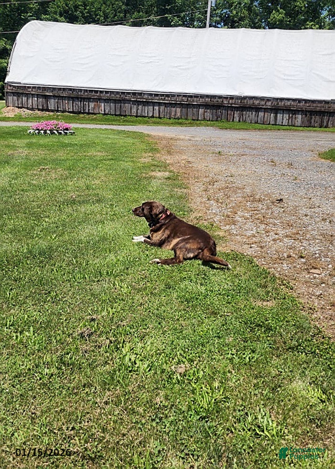 Mixed Breed dogs for sale: Marci - Ad 6