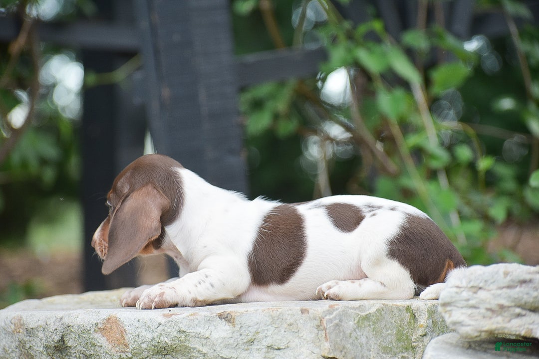 Dachshund dogs for sale: Bandit - Ad 11
