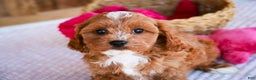 Cavapoo dogs for sale: Kit - Ad 1
