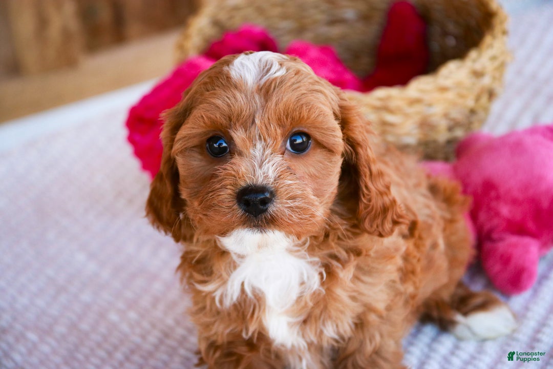 Cavapoo dogs for sale: Kit - Ad 1