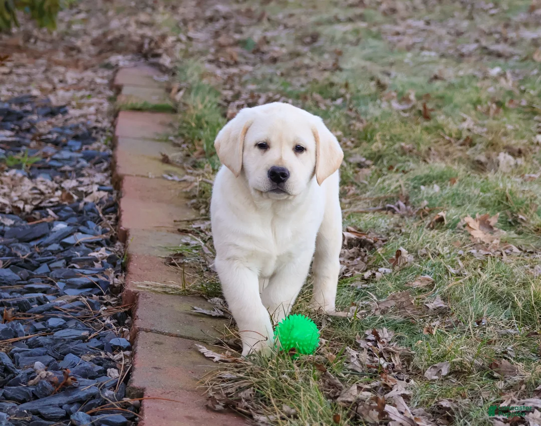 Labrador Retriever dogs for sale: Jeremiah  - Ad 2